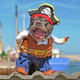 Costumi per cani